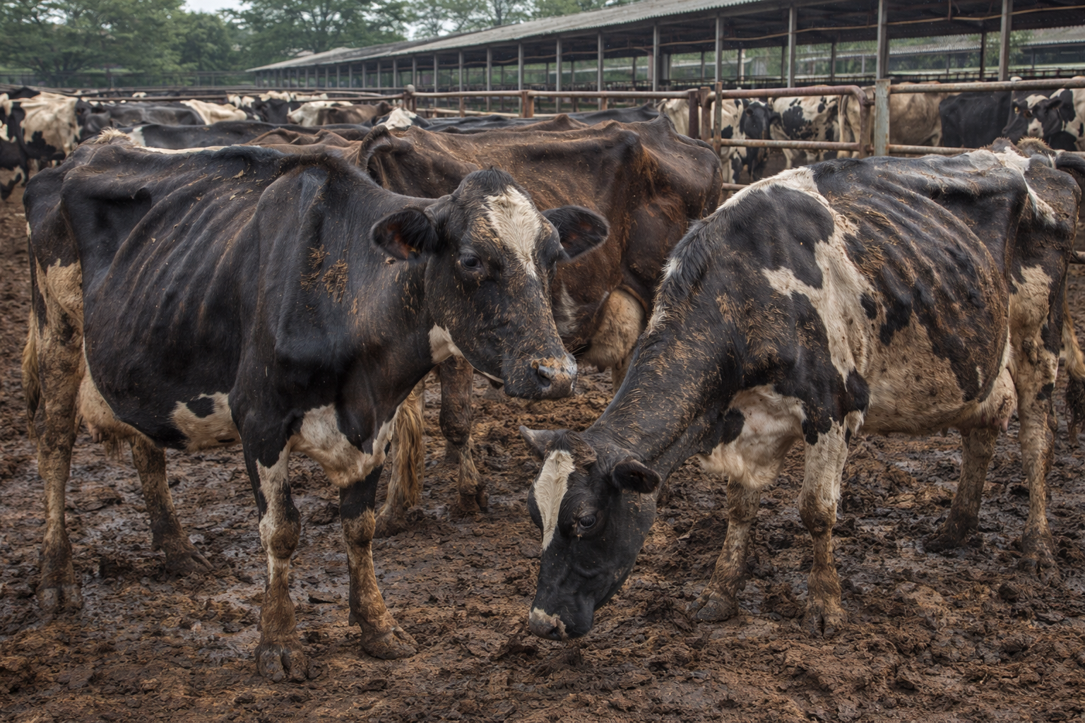 5 Signs Your Dairy Cattle Are Not Getting Adequate Nutrition